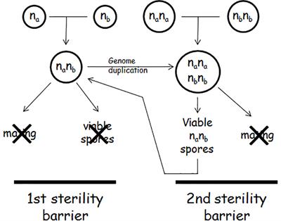 Interspecies Hybridisation and Genome Chimerisation in Saccharomyces: Combining of Gene Pools of Species and Its Biotechnological Perspectives